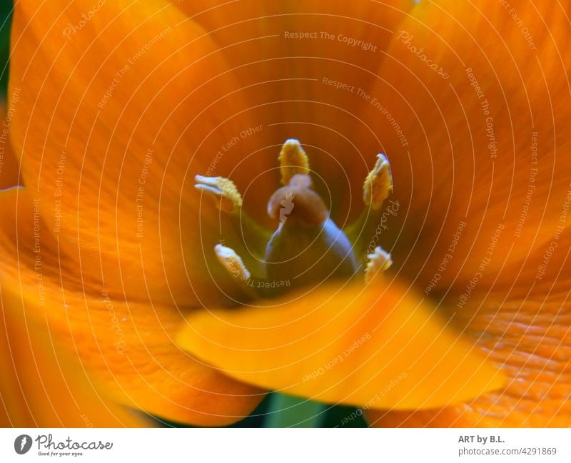 Fäustling orange bluete Makro Ornithogalum umbellatum stern von bethlehem milchstern pflanze Fahne