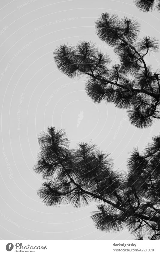 Kiefer mit langen Nadeln während der Wachstumsphase im Sommer bei Gegenlicht und freigestellter Silhouette pine pinus conifere Außenaufnahme Farbfoto