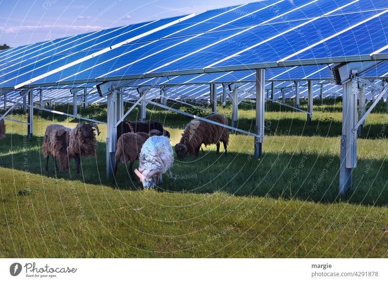 Schafe grasen unter einer Solaranlage Wiese Solarzelle Herde Natur Solarenergie solar energy Erneuerbare Energie Energiewirtschaft Sonnenenergie Photovoltaik