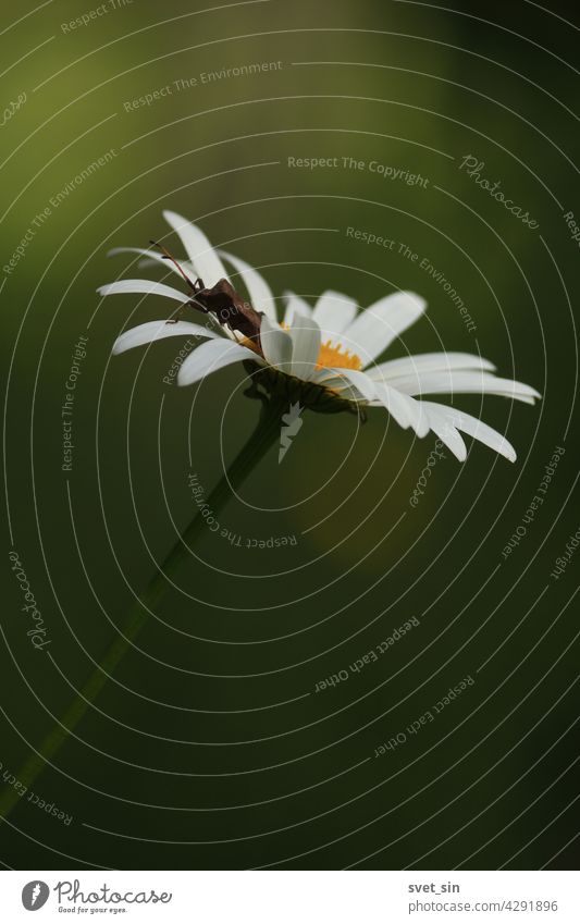 Leucanthemum vulgare, Gewöhnliche Wucherblume, Magerwiesen-Margerite. Gänseblümchen Blume mit weißen Blütenblättern und gelber Mitte Nahaufnahme auf einem dunkelgrünen Hintergrund im Freien. Insekt auf den Blütenblättern einer weißen Blume.