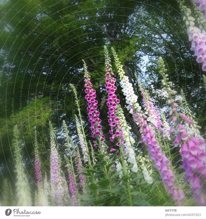 Fingerhut Digitalis purpurea in verschiedenen Farbvariationen Blume zweijährig Wildpflanze roter Fingerhut weiß pink rosa Giftpflanze gifftig Braunwurzgewächs