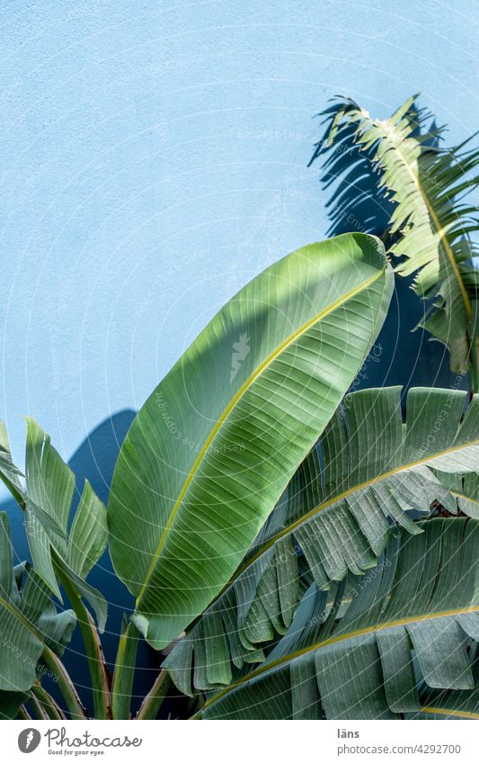 Palme grün Blatt Palmenwedel Pflanze Menschenleer Tag Ferien & Urlaub & Reisen Grünpflanze Kreta Baum