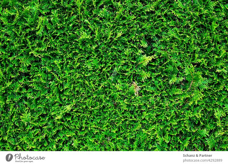 Zypresse Textur Hecke Garten grün Muster Pattern Pflanze Eigenheim Abgrenzung Nachbarschaft Vorgarten