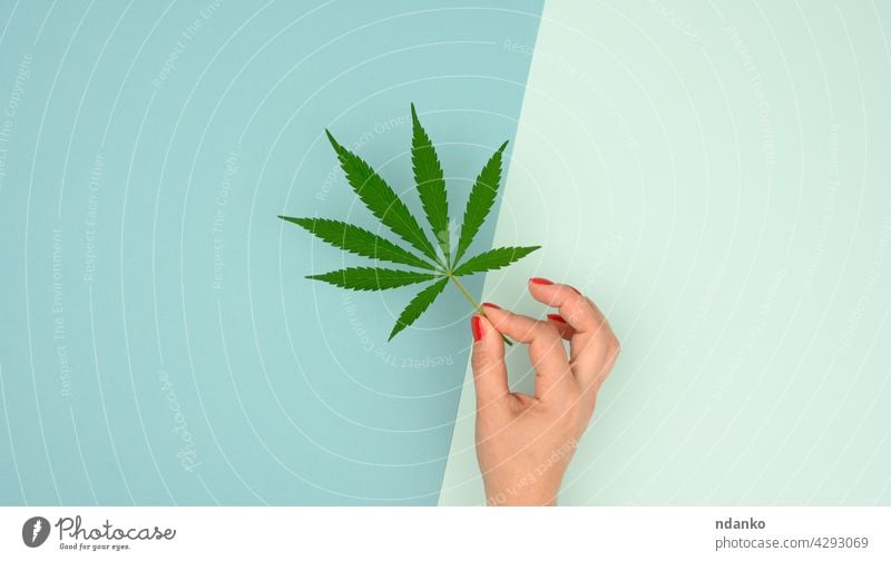 Weibliche Hand hält grünes Cannabisblatt auf blauem Hintergrund, Konzept der Legalisierung Medizin Hanf Marihuana Pflanze Kraut Medikament medizinisch Unkraut