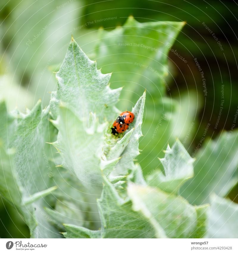 2 Marienkäfer haben Spaß im grünen Sommer Blätter Blattgrün Vermehrung Fortpflanzung Fortpflanzung in der Tierwelt Käfer Insekten Natur Tierpaar Außenaufnahme