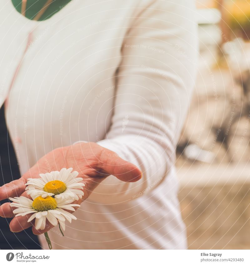 Blumenköpfe  in der  Damen Hand hand Finger blumen Frau feminin Farbfoto Außenaufnahme Romantik Blüte Natur Blühend