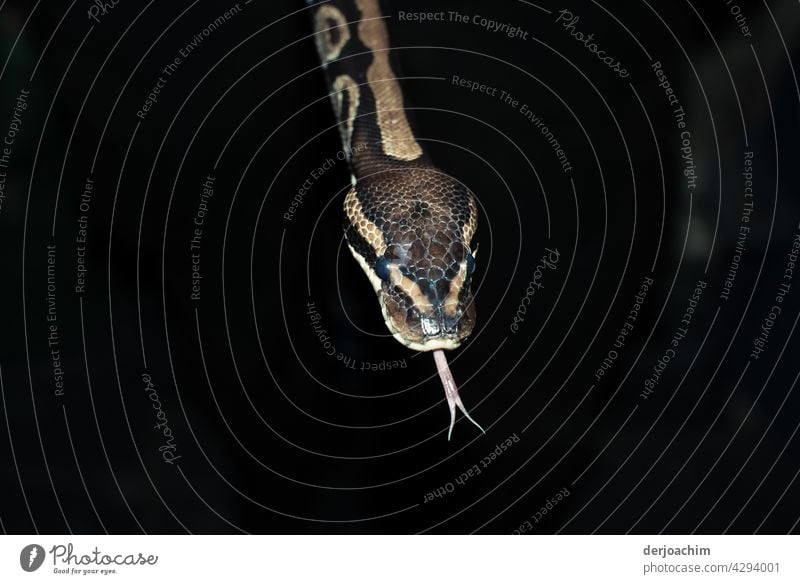 Ein gestreifter Schlangen Kopf  auf dunklem Hintergrund,  die ihre Zunge heraus nimmt und züngelt.. Farbfoto Wildtier Nahaufnahme Tierporträt Menschenleer