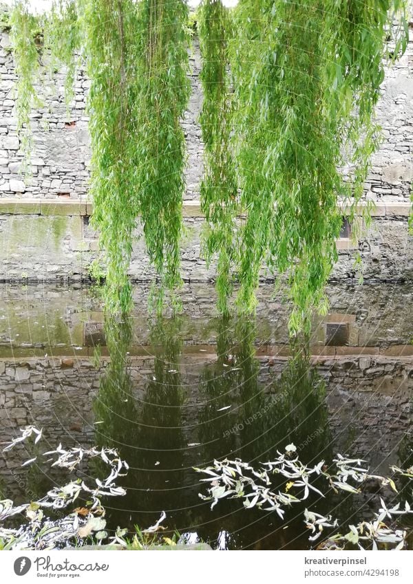 Sommerfrische Baum Natur Ast grün Pflanze Außenaufnahme Wasseroberfläche Reflexion & Spiegelung Wasserspiegelung See Menschenleer Teich Sonnenlicht Idylle