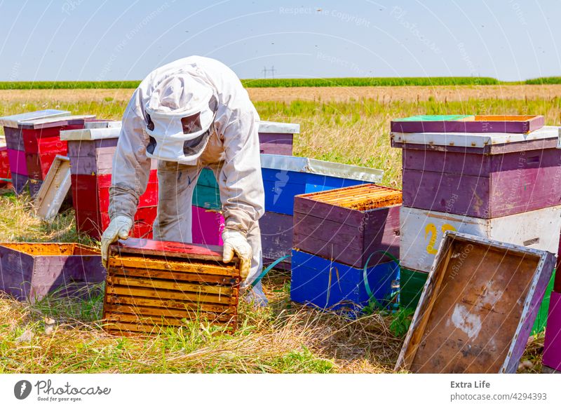 Imker, Imker arbeitet im Bienenhaus, Reihe von Bienenstöcken, Bienenfarm Aktivität Bienenkorb Bienenzucht angeordnet Bienenstock brüten beschäftigt