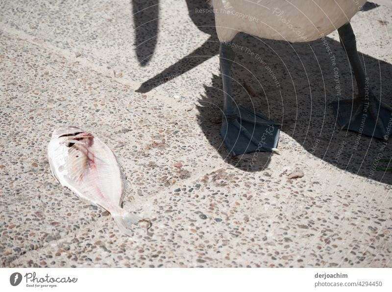 Kleine Zwischen Mahlzeit. Nur der Fisch, platt wie eine Flunter , Füße, Bauch und Schatten des Pelikans sind zu sehen. Ernährung frisch roh Nahaufnahme lecker