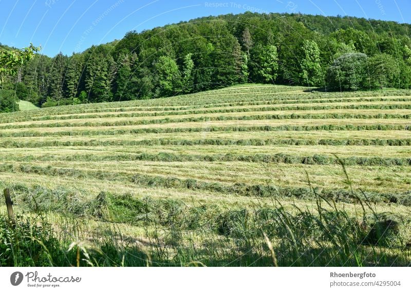 frisch gemähtes Gras auf einem Hang heu ernte heuernte gras gräser sommer warm hitze temperatur trocknen wiese weide blumen rhön feld landwirtschaft tierfutter