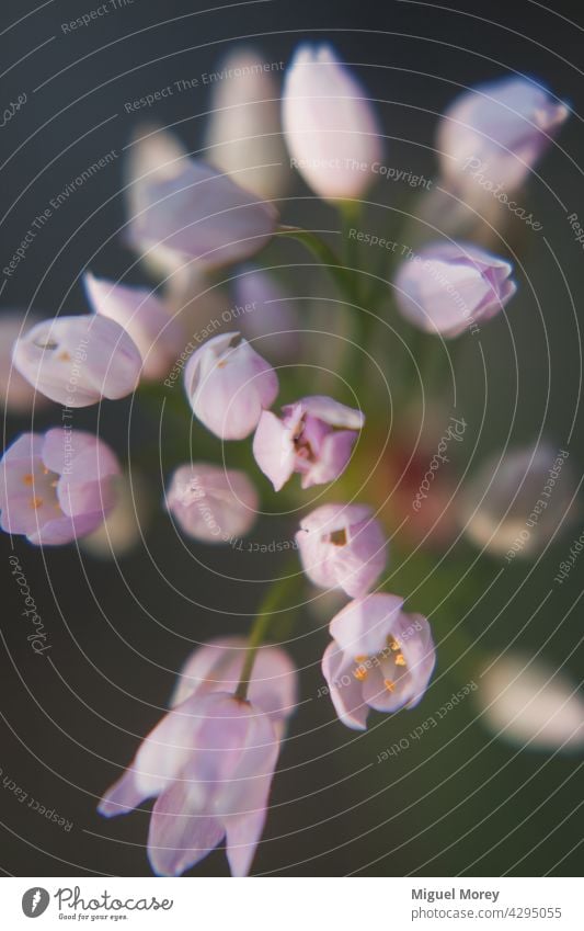 Blühender Falscher Knoblauch Weißer Knoblauch (Allium neapolitanum) mit kleinen rosa Blüten auf einem unscharfen Hintergrund. Blütezeit rosa Blumen