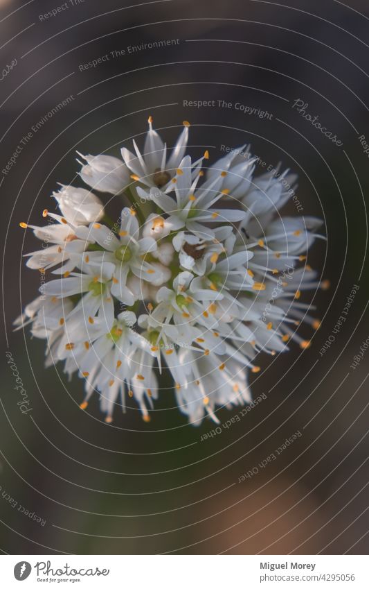 Allium victorialis, Volksname Victoria-Zwiebel, wild blühende Pflanze mit kleinen weißen Blüten. weiße Blumen Wildblumen Blumenstrauß verschwommener Hintergrund