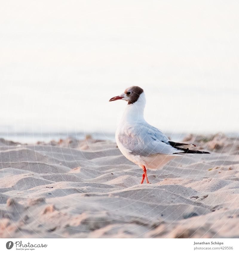 Morgenappell Vogel 1 Tier Zufriedenheit Möwe Möwenvögel einzeln Ostsee Strand Meer Ferien & Urlaub & Reisen Außenaufnahme Sandstrand stolzieren Stolz