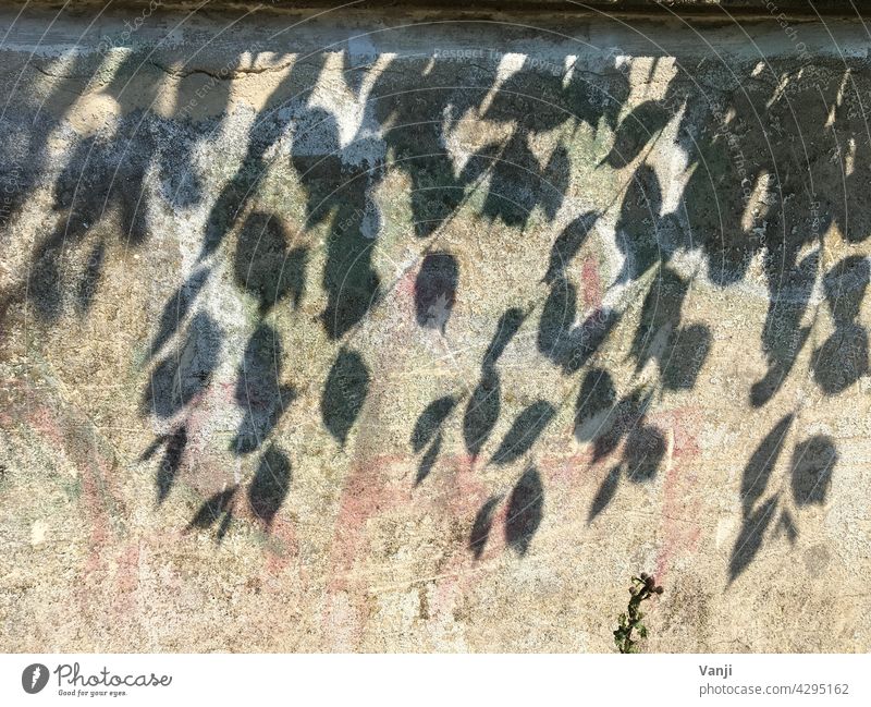 Schattendasein Pflanze Blätter Blatt Mauer Stein Wand menschenleer Hintergrund Licht Außenaufnahme Tag Fassade Natur Kontrast Farbfoto Baum Hintergrund neutral