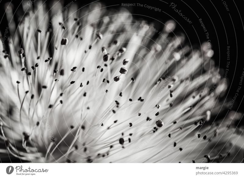 Blume mit Pollen in schwarz weiß Blick nach vorn Totale Zentralperspektive Unschärfe Menschenleer Makroaufnahme Detailaufnahme Außenaufnahme Nahaufnahme