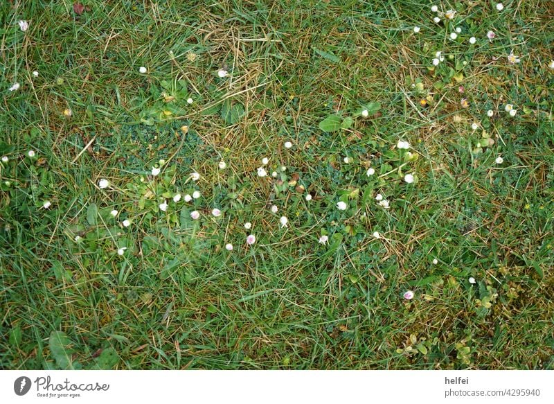 Gänseblümchen in der grünen Wiese Draufsicht im Detail Daisy Mehrjähriges Gänseblümchen Frühling weiß Wiesenblume Blühend blühen Gänseblümcheninsel Gänsblümchen