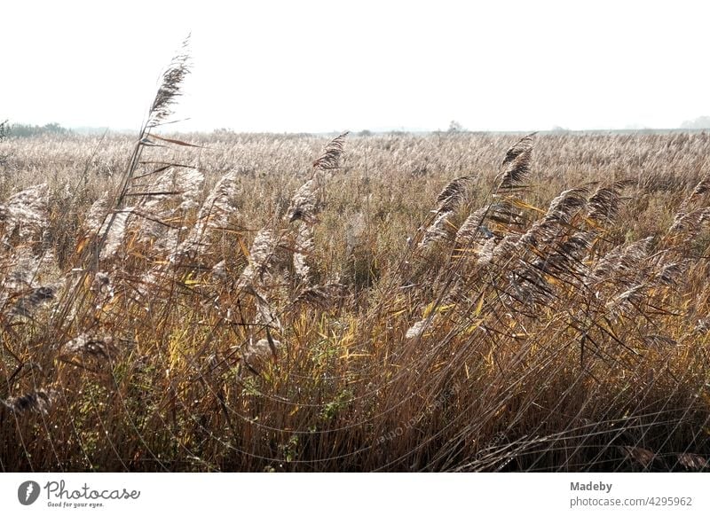 Halme und Gräser im Wind im Herbst am Rad eines Feld hinter dem Deich in Bensersiel an der Küste der Nordsee bei Esens in Ostfriesland in Niedersachsen Wiese