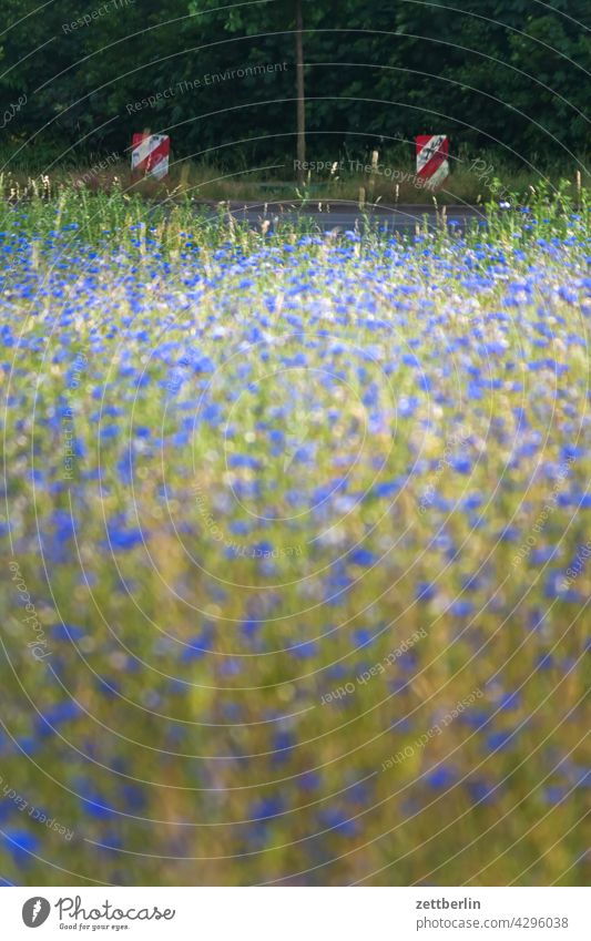 Wiese mit Kornblumen und Warnbaken acker blau blaue blume feld frühjahr frühling kornblume lichtung natur romantik romantisch sommer wachstum wiese wild