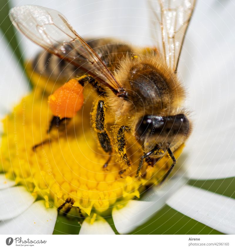 Sammelleidenschaft Biene Blume fleißig Margerite natürlich krabbeln genießen ansammeln Lebensfreude nachhaltig Duft Pollen Pflanze Blüte Nutztier Insekt fliegen