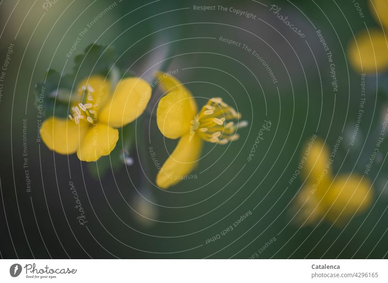 Schellkraut, taucht aus dem Hintergrund auf Natur Flora Pflanze Mohngewächse Chelidonium Blüte Blatt Heilkraut Gelb Grün Tageslicht Garten