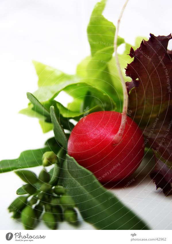 so´n salat Radieschen Lollo rosso grün rot violett knackig Gesundheit Wellness Vitamin Salat rucola genießen