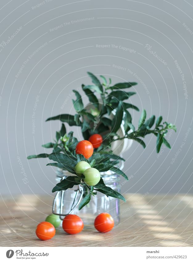 Tomätchen Gemüse Ernährung Essen Pflanze Sträucher grün rot Tomate Tomatenplantage Strauchtomate Stillleben lecker Dekoration & Verzierung Farbfoto