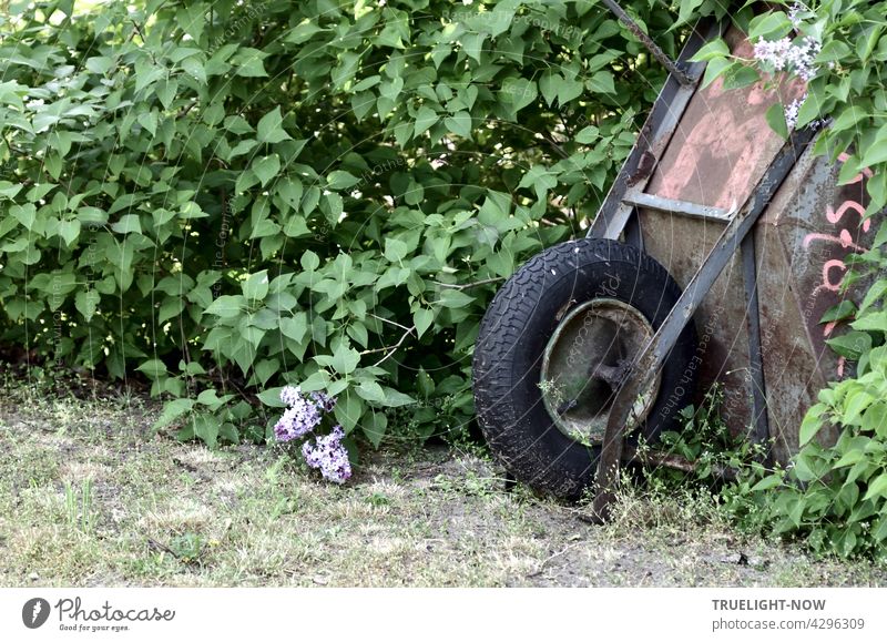 Eine alte rostige Schubkarre mit einem dicken schwarzen Ballonreifen versucht sich in einem Fliederbusch zu verstecken, was ihr aber nicht ganz gelingt Garten
