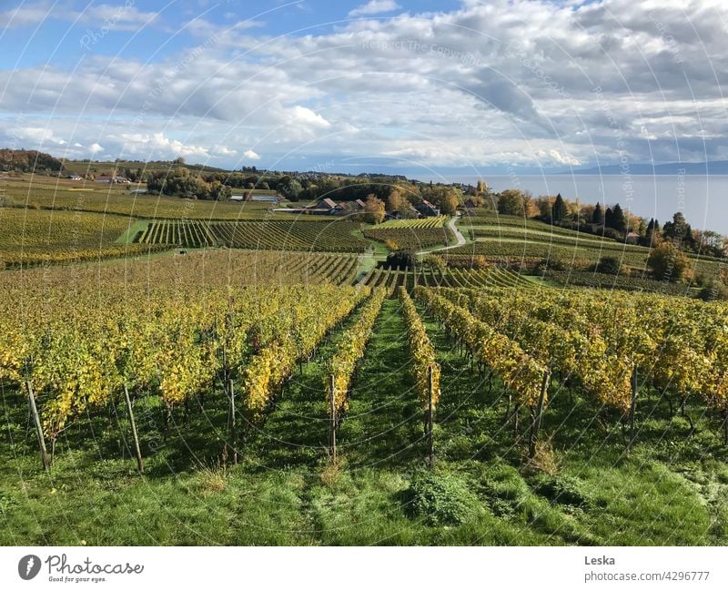 Weinberge, See und Wolken Trauben Reben grün Weinbau Weinrebe ländlich Landschaft Natur Ernte