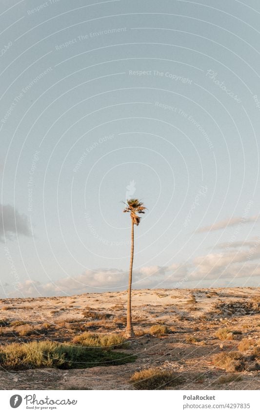 #A0# Auf die Palme Palmenwedel Palmenstrand Palmentapete Palmengarten Fuerteventura Kanaren Kanarische Inseln Sommer Idylle sommerstimmung