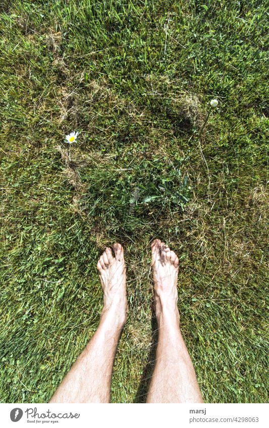 Zwei Füße vor einer Margerite die offen ist und Eine, die sich erst öffnet. Fuß Mensch stehen Natur Pflanze Frühling Farbfoto Sommer Tag Blühend Blumenwiese