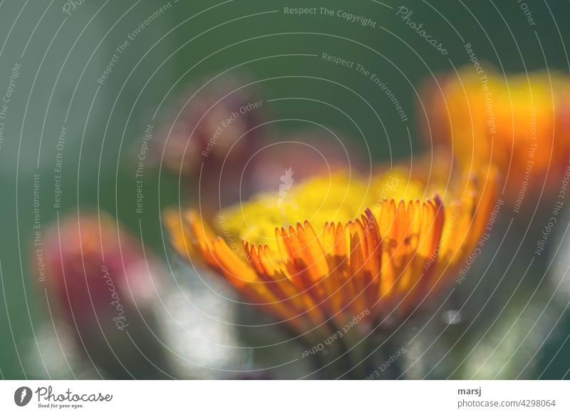 Gezackte Blütenblätter des orange-roten Habichstkraut Orangerotes Habichtskraut blühen Pflanze gelb Frühling Natur Blume Blühend orangefarben Makroaufnahme