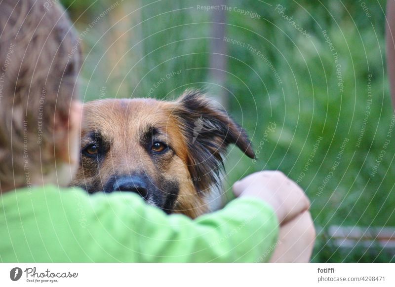 hündischer Schulterblick Hund gucken sanft Blick Tierporträt beobachten Haustier Neugier Tierliebe Verbundenheit Außenaufnahme freundlich