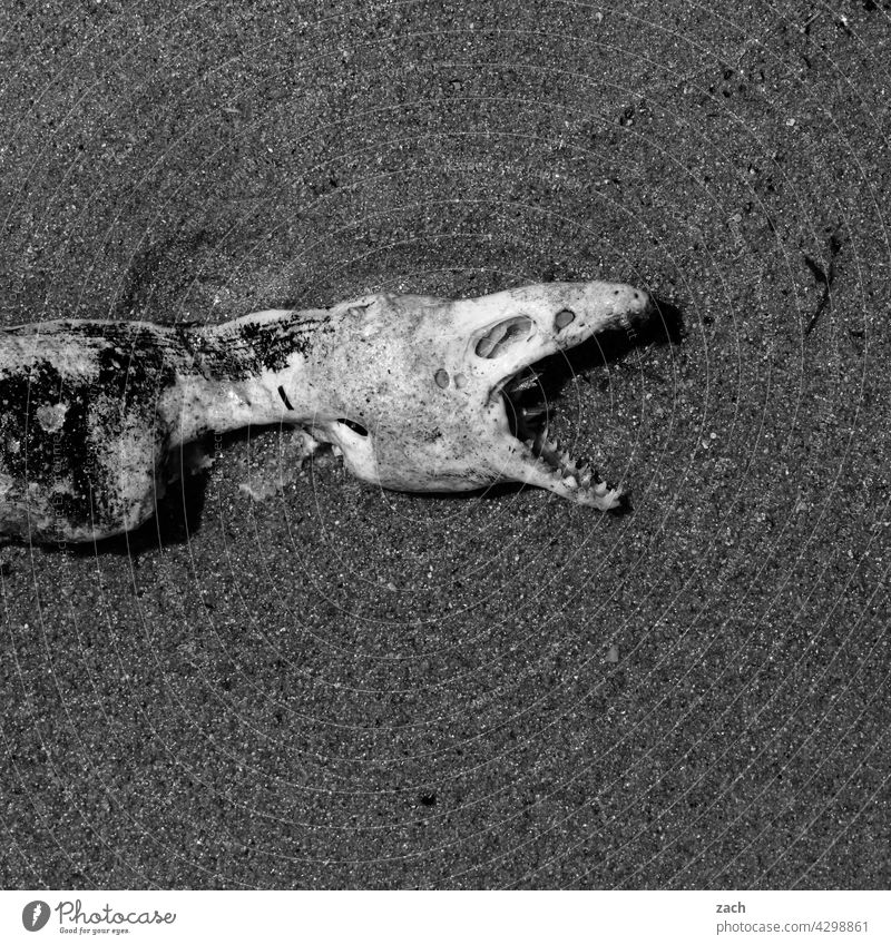 :-( Nahaufnahme Totes Tier sterben Tod Vergänglichkeit Abschied Fisch Meer Strand Muräne Skelett tot Natur
