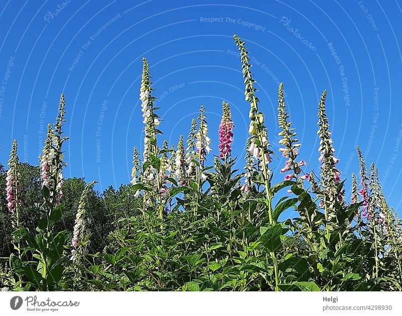 viele Fingerhüte (Digitalis purpurea) in verschiedenen Farben auf einer Waldlichtung Fingerhut Pflanze Blume Blüte Giftpflanze giftig Froschperspektive Himmel