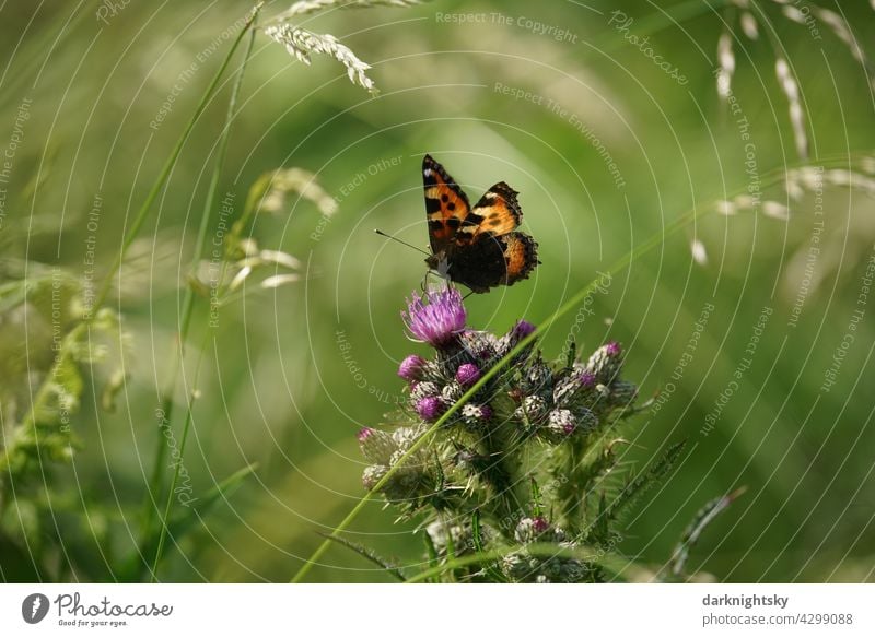 Schmetterling, Kleiner Fuchs mit halb geöffneten Flügeln auf der Blüte einer Weg-Distel der kleine Fuchs Aglais urticae Falter Tagfalter Außenaufnahme