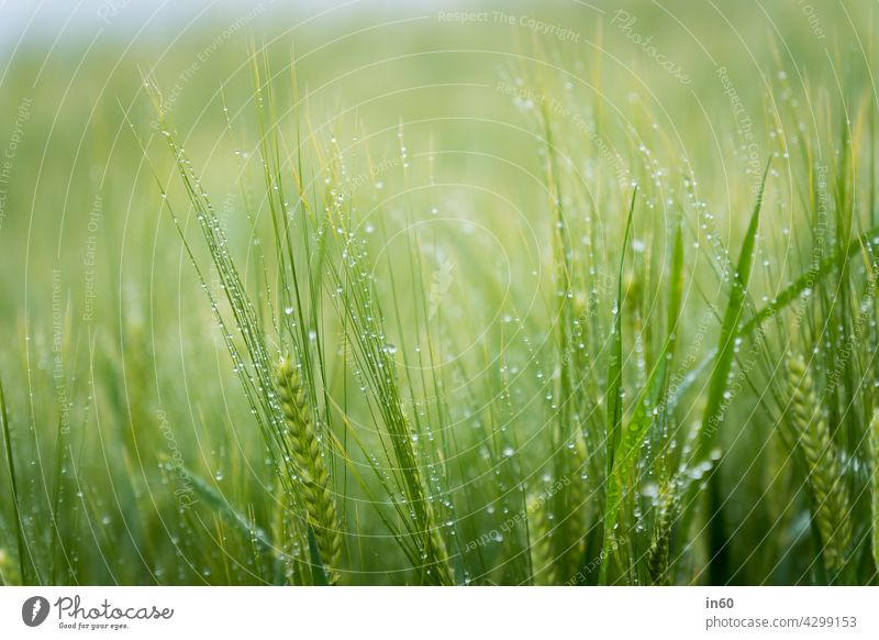 Weizenfeld mit Tau grün Feld Getreide Sommer