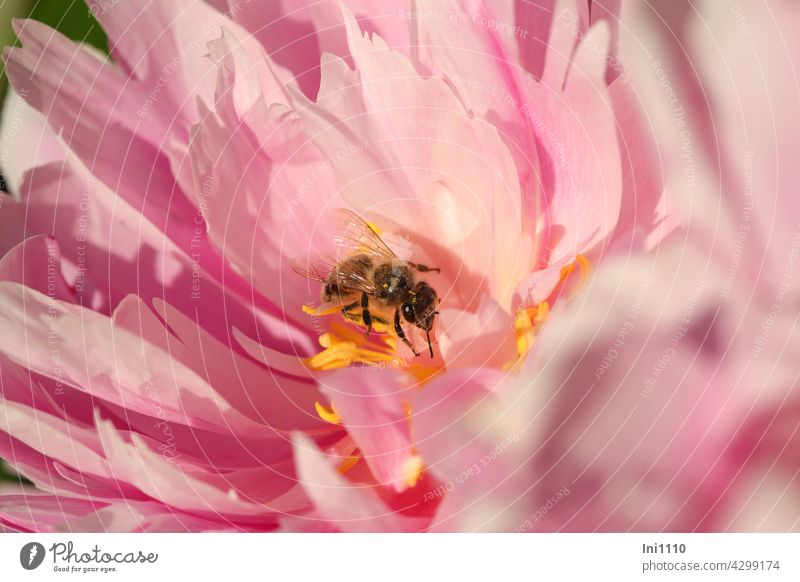 rosa Blüte einer Pfingstrose mit einer Biene Blütenblätter Blütenstempel Staubgefäße Pfingstrosen Staudenpfingstrose Paeoniaceae Garten Bauerngarten Blume