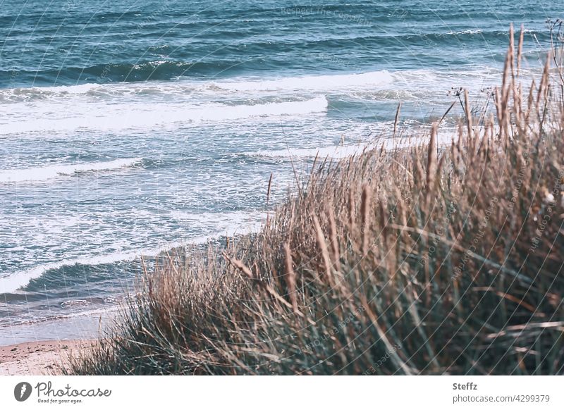 Nordseestrand mit Wind und Dünengras in Schottland Nordseeküste Nordseewind Erholung erholen Wellen Küste Gras Seehafer Sandhalm windig schottisch Sandrohr