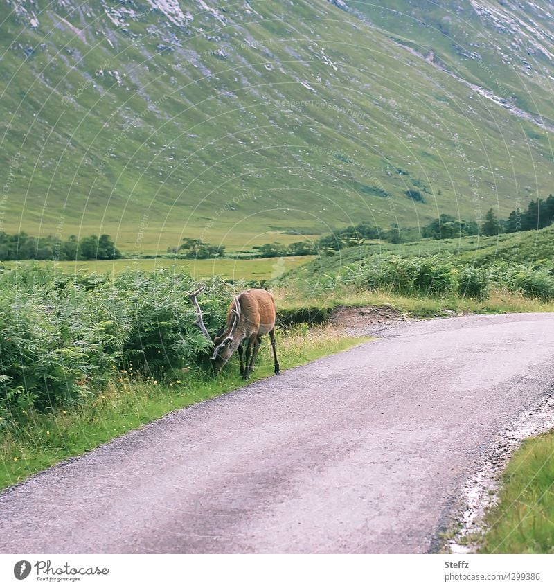 ein Hirsch weidet gelassen auf Gras am Straßenrand in Schottland freilebend Rothirsch Edelhirsch schottisch Rotwild Begegnung Freiheit friedlich erstaunlich