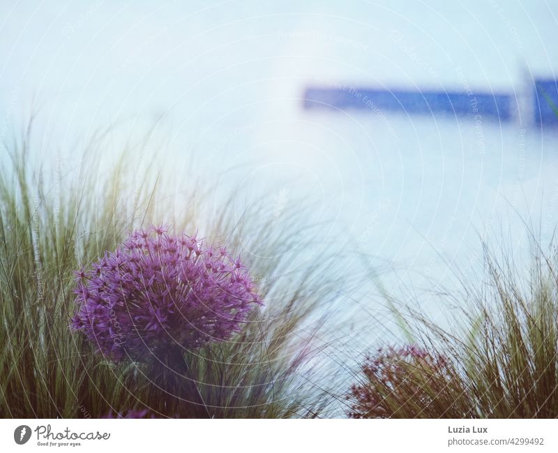Zierlauch und Schilfgras vor blauem See, im Hintergrund ein blauer Steg schön Frühling Garten Blume Allium grün lila Farbfoto Natur violett Kugellauch Blühend