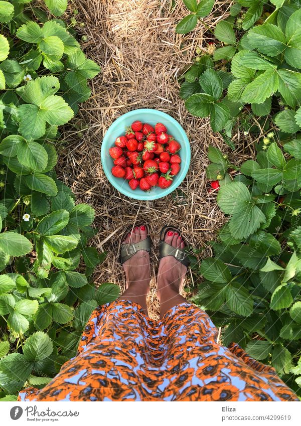 Frau steht vor Schüssel mit selbst gepflückten Erdbeeren im Erdbeerfeld pflücken Sommer Ernte rot selber pflücken Früchte Erdbeerzeit Erdbeersaison reif Feld
