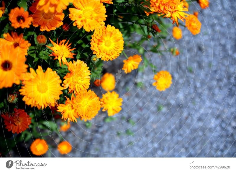 Hintergrund von gelben Blumen gegen den Boden Feld feminin Wärme fest Hoffnung Freiheit Kontrast Low Key geheimnisvoll träumen Gefühle Ruhe ruhig Windstille