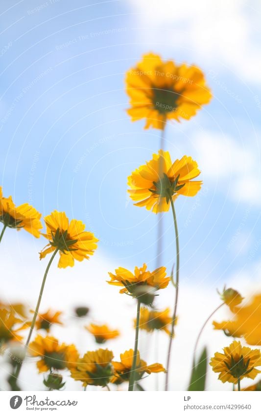 Hintergrund von gelben Blumen gegen den blauen Himmel Feld feminin Wärme fest Hoffnung Freiheit Kontrast Low Key geheimnisvoll träumen Gefühle Ruhe ruhig