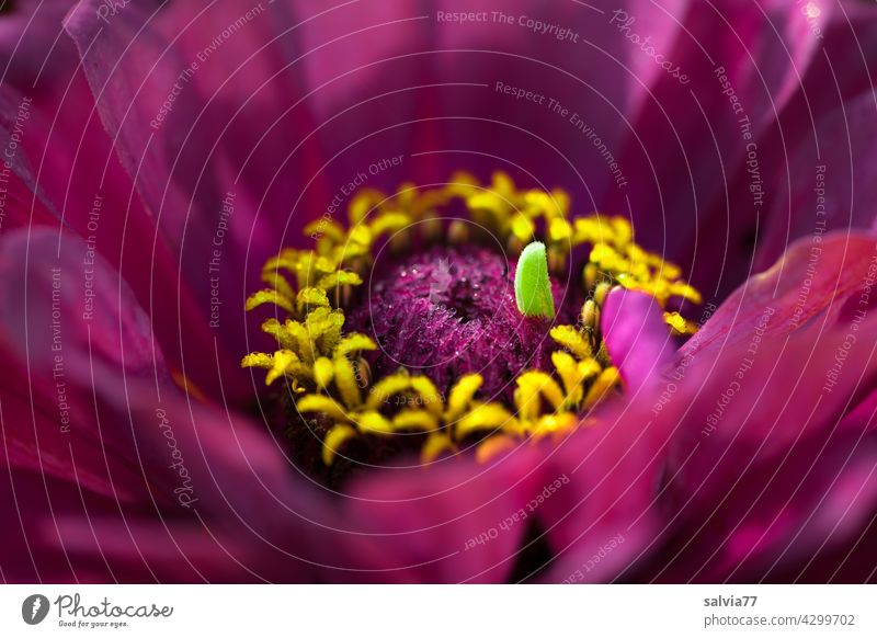 Kuriosität der Natur Blüte Blume Zinnie Zinnia lila Blühend violett Makroaufnahme Schwache Tiefenschärfe Pflanze natürlich Sommer schön Unschärfe kurios Duft