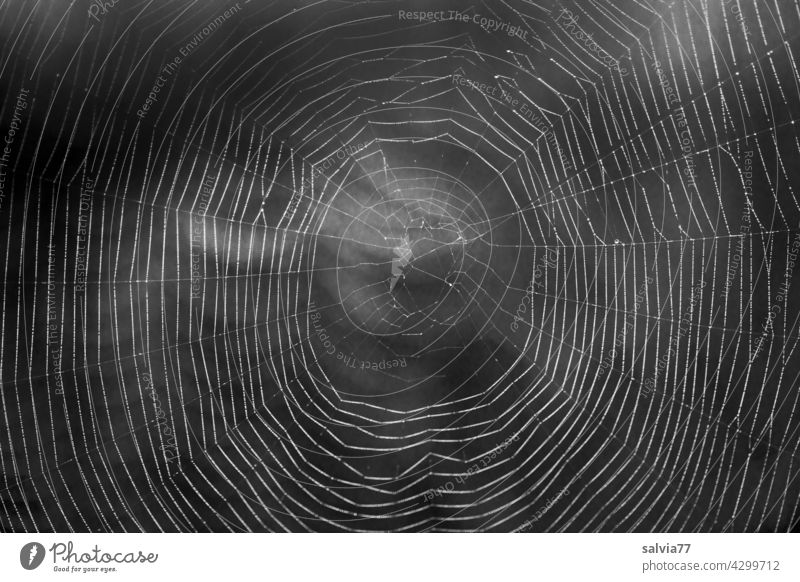 filigranes Kunstwerk, Spinnennetz im Gegenlicht Natur Nahaufnahme Schwarzweißfoto Radnetz Netz Gefahr Hintergrund neutral