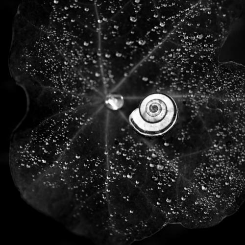 Schneckenhaus umringt von vielen Wassertropfen Natur Blatt Nahaufnahme Makroaufnahme Schwarzweißfoto Kontrast Formen und Strukturen Schutz Spirale perlen
