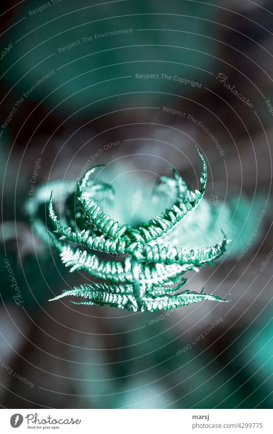 Noch nicht fertiger, krakeliger Alien-Farn in Gruselfarben natürlich Natur Pflanze Licht grün Grünpflanze Wachstum einzigartig geheimnisvoll authentisch skurril
