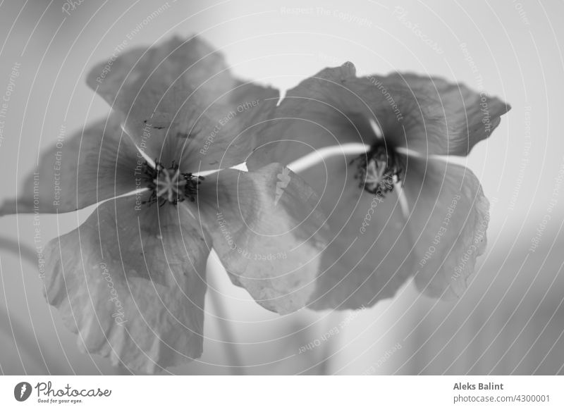 Zwei Mohnblüten in schwarzweiß Mohnblumen Natur Außenaufnahme Schwarzweiß Schwarzweißfoto Blüte Nahaufnahme Blume Menschenleer