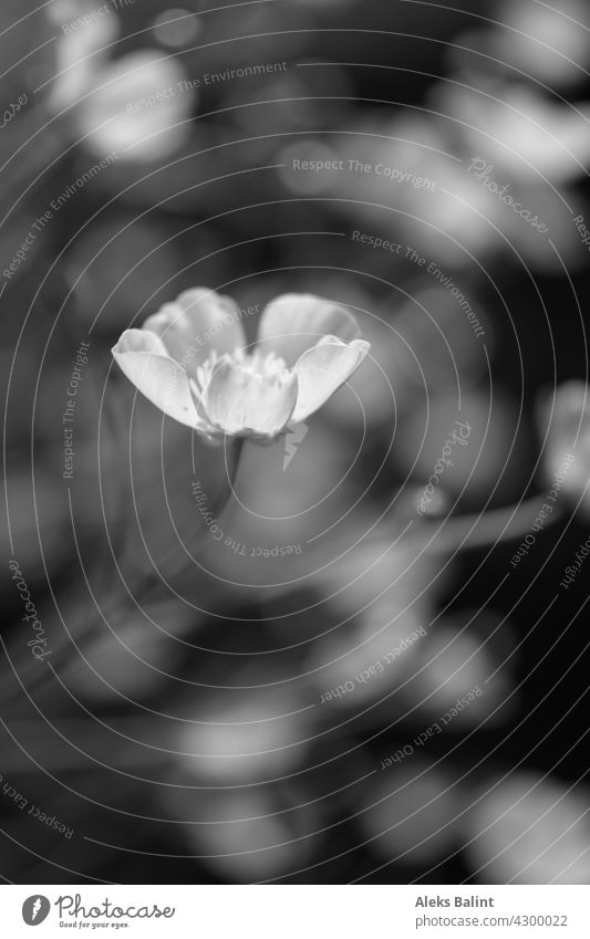 Blüte im Licht in schwarzweiß mit Bokeh Blume Detailaufnahme Makroaufnahme Nahaufnahme Schwarzweißfoto Außenaufnahme Unschärfe Pflanze Menschenleer